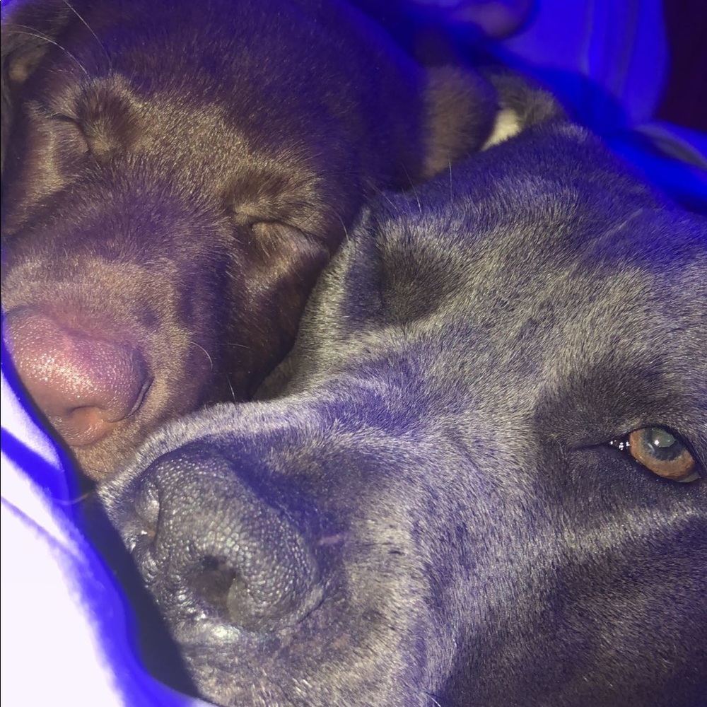 Meet your Posher, Trey